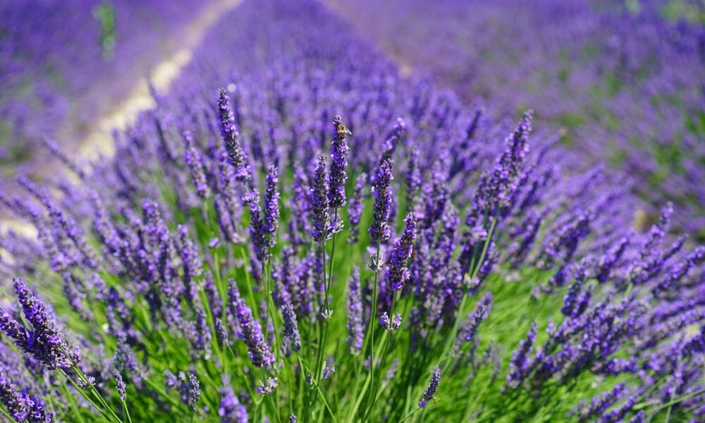 lavender- Scented Flower