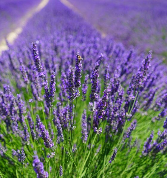 lavender- Scented Flower