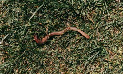Red earthworm crawling on grassy soil