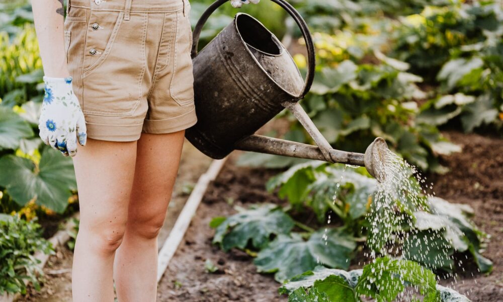 Person in Brown Shorts Watering The Plants
