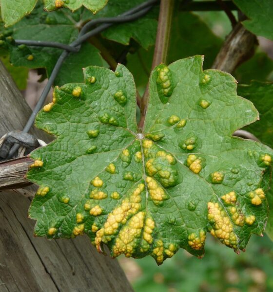 Common Plant Diseases- smallpox mite