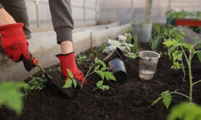 planting vegetables