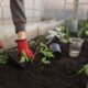 planting vegetables