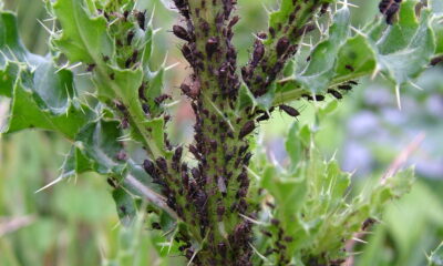 Aphid Infestations