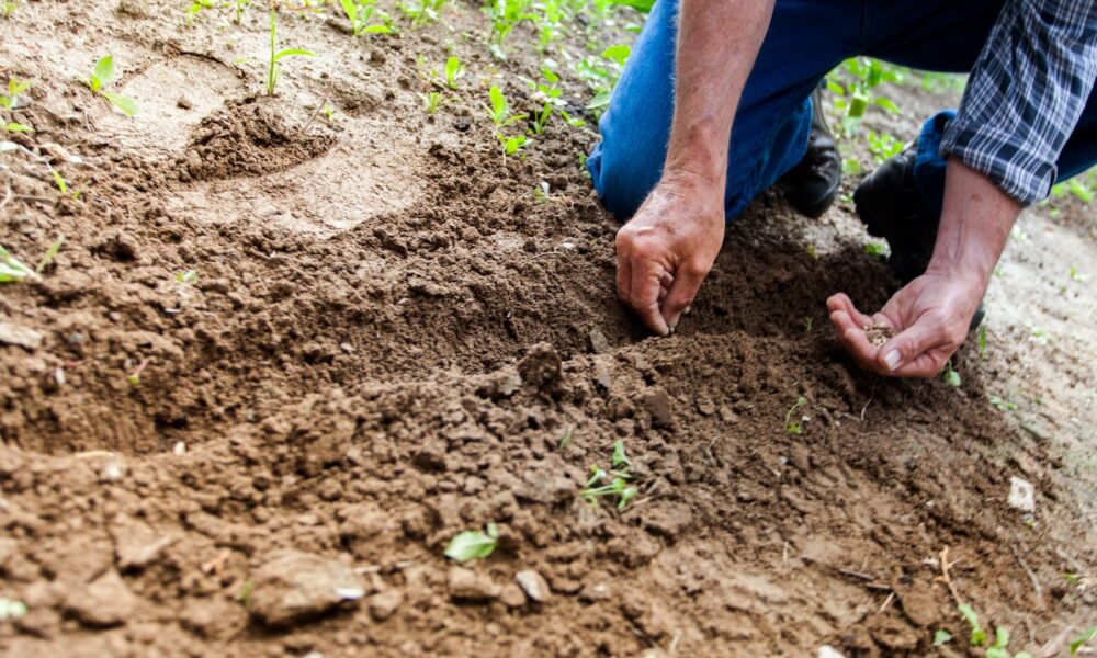Clay Soil for Better Gardening Results