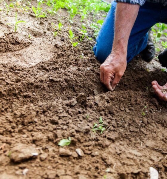 Clay Soil for Better Gardening Results