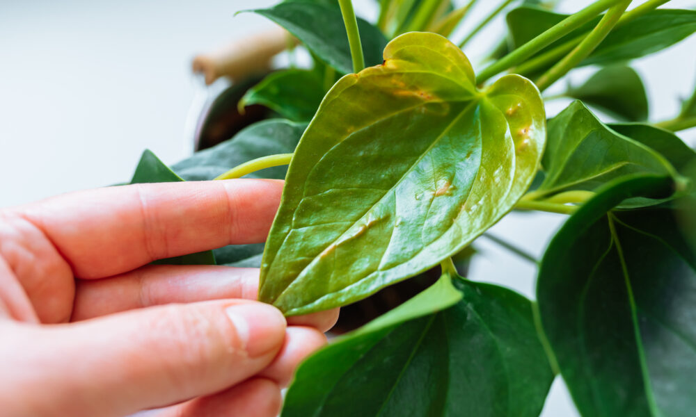 Diseases and pests, proper care for houseplant