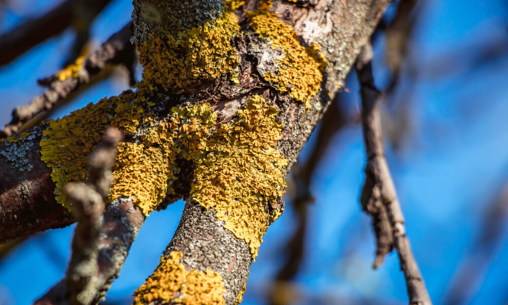 Green lichen close up on tree branch