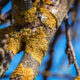 Green lichen close up on tree branch
