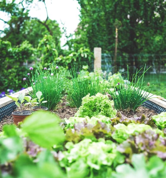 Guide to Growing Your Own Vegetables