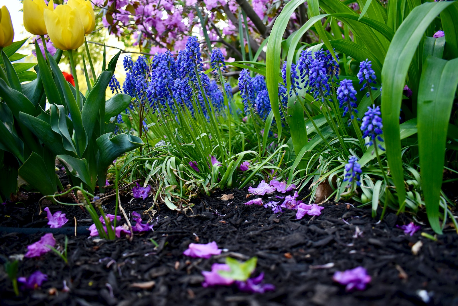 a garden with mulch and lots of purple and yellow flowers