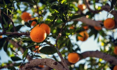 Orange Fruit on Tree