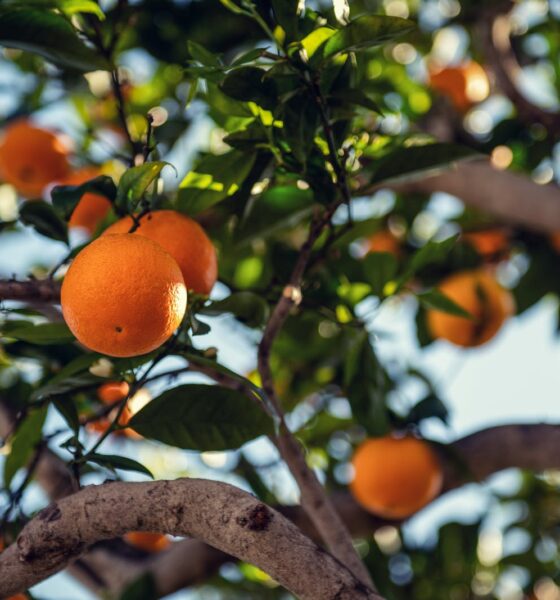 Orange Fruit on Tree