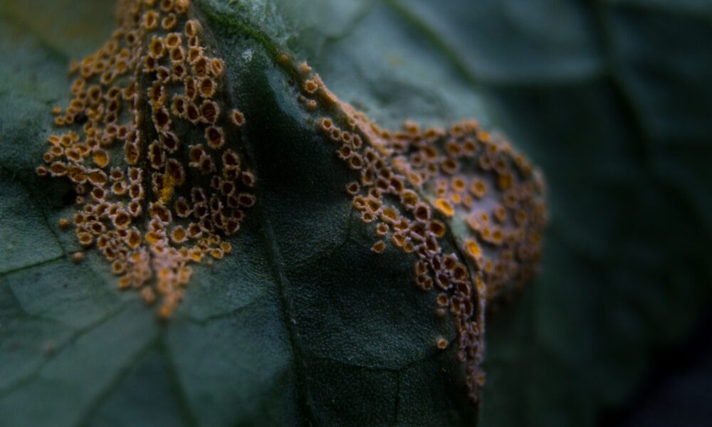 green and brown leaf plant rust disease