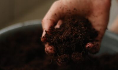 a person holding a handful of dirt in their hand for soil conditioning