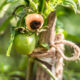 tomato affected by blossom end rot