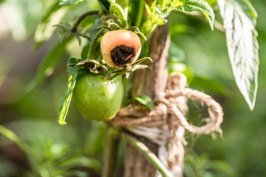tomato affected by blossom end rot